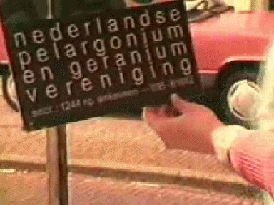 1986 Hoorn: Geraniummarkt
